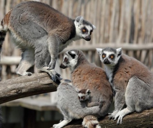 Zoo Hluboká nad Vltavou